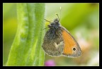 Farfallina