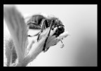 mezza mosca mezza coccinella.. mezza mosca mezza coccinella..