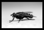 ...mosca... ...mosca...