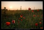 alba rossa