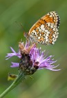 sempre su quel fiore (Melitaea)