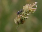 mosca1 mosca1