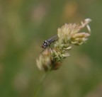mosca2 mosca2