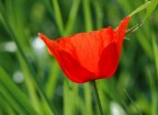 un semplice...papavero un semplice...papavero