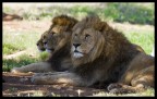Lions Lions