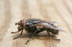 una mosca una mosca