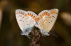 Lycaena dispar (accoppiamento)