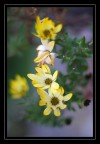 50mm f. 1,4 50mm f. 1,4