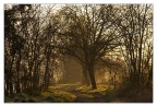 nel bosco