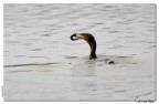 La preda del Cormorano... La preda del Cormorano...