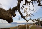 L'albero minaccioso L'albero minaccioso