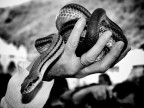 Snake Snake