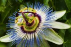 Stranissimo fiore Stranissimo fiore