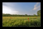 E' primavera E' primavera