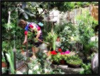 the watered garden the watered garden