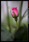 Rosarosa Rosarosa