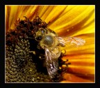 Ape .......Impollinatrice.... Ape .......Impollinatrice....