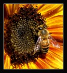 Ape- Impollinatrice 2