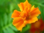 macro #1 macro #1