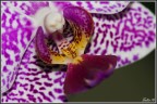 Orchidea (Pistillo e stami) Orchidea (Pistillo e stami)