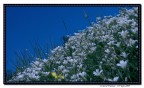 Cuscino Bianco Cuscino Bianco