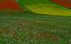 COLORI IN LIBERTA' (RADUNO CASTELLUCCIO)