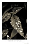drops on leaves drops on leaves