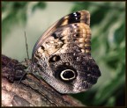 comune farfalla (tropicale) comune farfalla (tropicale)