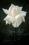 Poesia di una rosa bianca Poesia di una rosa bianca