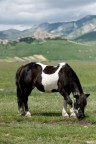 cavallo cavallo