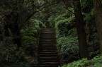 ...mi ritrovai in una selva oscura ...mi ritrovai in una selva oscura