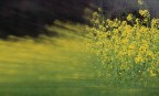 Primavera che fugge via Primavera che fugge via