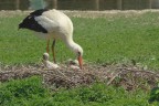 mamma cicogna mamma cicogna