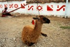 lama e tessitrice lama e tessitrice