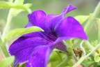 fiore1