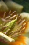 fiore fiore