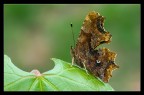 Polygonia c-album (Vanessa c-bianco)