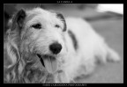 la camilla