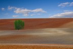 LA QUERCIA SOLITARIA LA QUERCIA SOLITARIA
