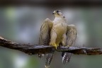 Falco Falco