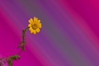 un piccolo fiore