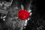 Rosa Tatuata Rosa Tatuata