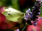 Tra i colori Tra i colori