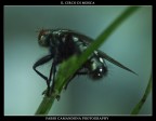 il circo di mosca