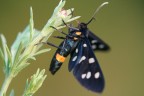 Syntomis phegea