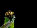 Spider Spider