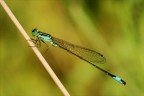 Damigella Damigella