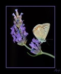 Farfallina Farfallina