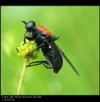 rosso-nero rosso-nero
