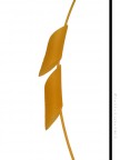 Vela Vela